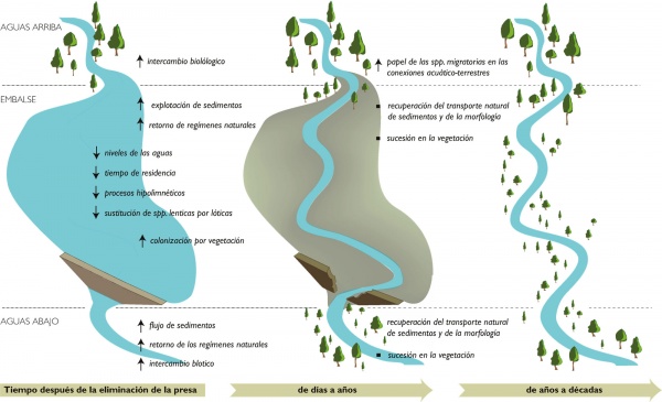 The Ecology of Dams