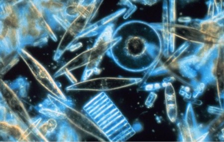 File:BQE phytoplankton.jpg