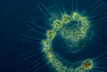 Phytoplankton.jpg