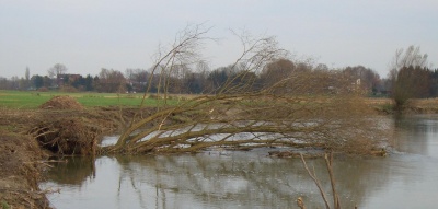 Tree in sandbed river.jpg